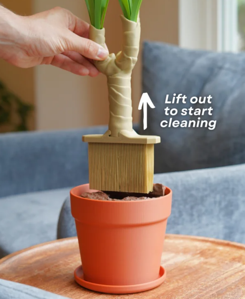 Dust Free Dragon Tree — foto 2