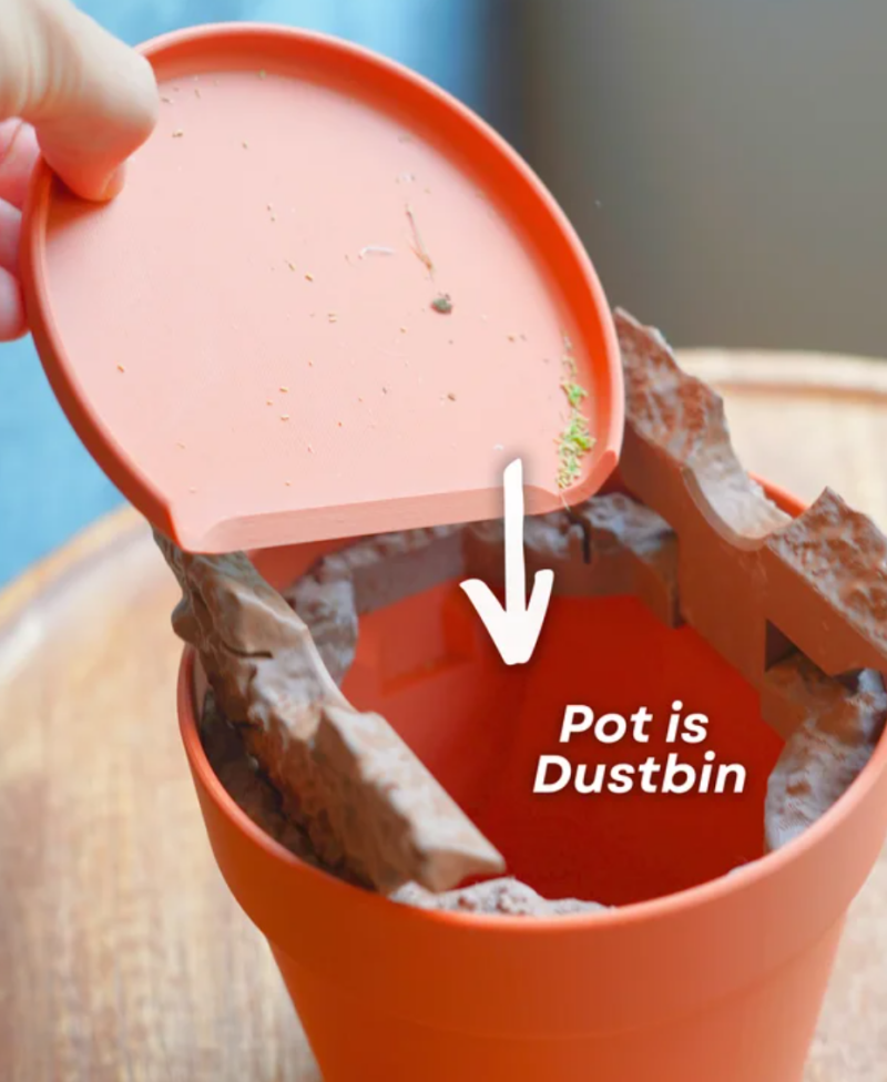 Dust Free Dragon Tree — foto 5