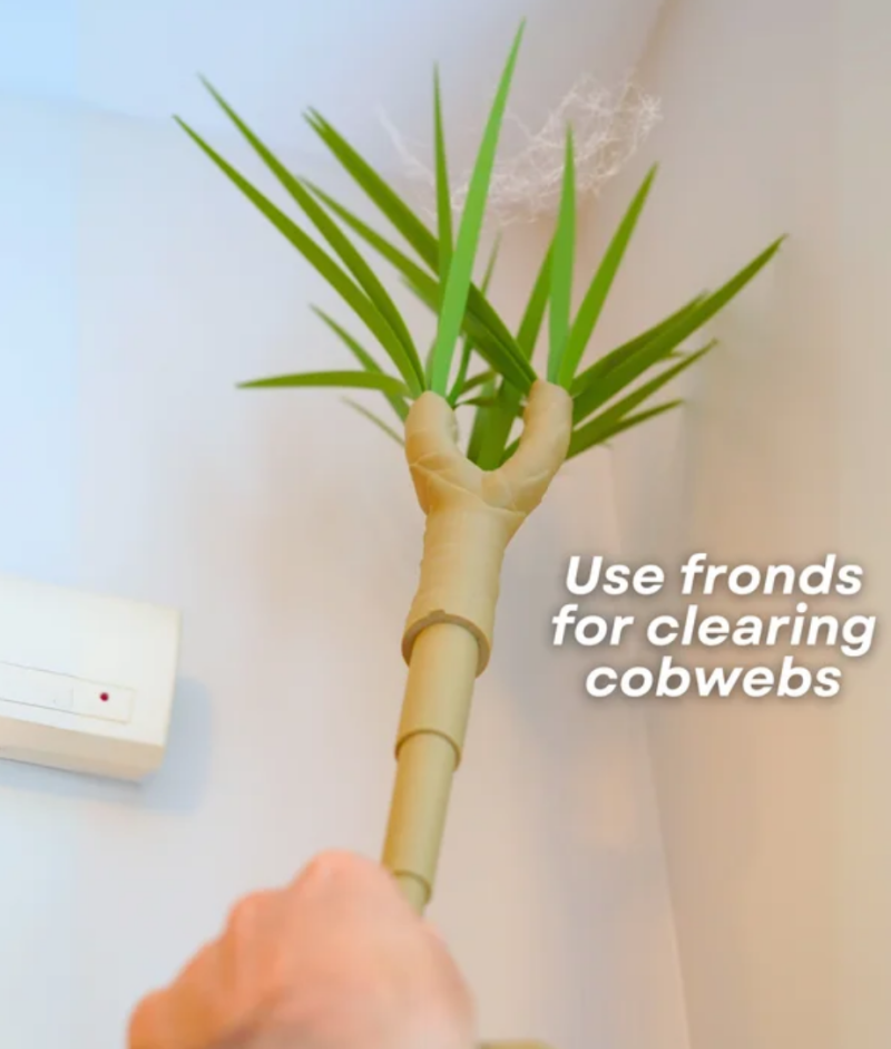 Dust Free Dragon Tree — foto 6
