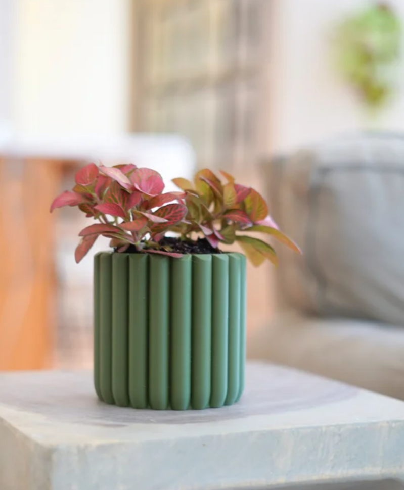 Verdin Pot — foto 5